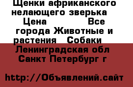 Щенки африканского нелающего зверька  › Цена ­ 35 000 - Все города Животные и растения » Собаки   . Ленинградская обл.,Санкт-Петербург г.